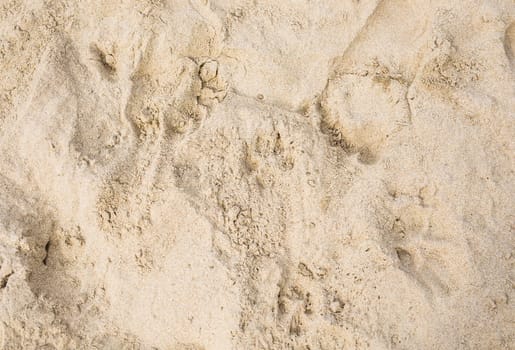 tracks on a sand