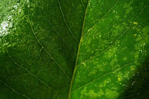 Close up macro shot of green leaf