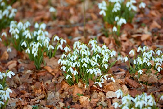 Closeup of white common snowdrop flowers growing and blooming from nutrient rich soil in a home garden or remote field. Group of galanthus nivalis blossoming and flowering in quiet meadow or backyard