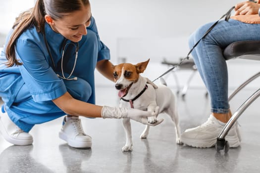 Vet examining a happy dog in clinic