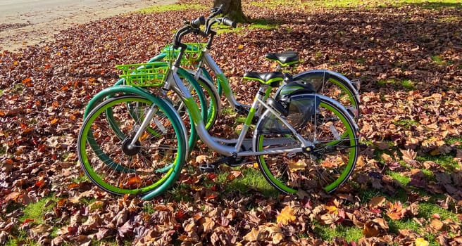 Green bycicles in recreational park on autumn season.