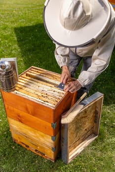 Apiarist checking the hives