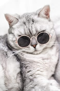 scottish straight cat in glasses, on a white background. Pets.