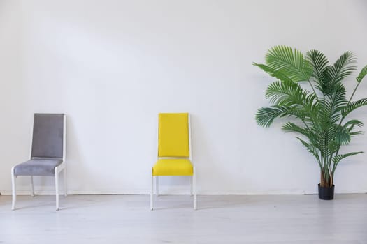 Two chairs and a green plant in the interior of a white room without people