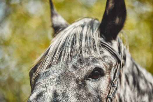 Eyes, equestrian and a horse closeup in the countryside during summer for stallion or sustainability. Farm, agriculture ecology with a wild animal outdoor in a natural environment or green habitat