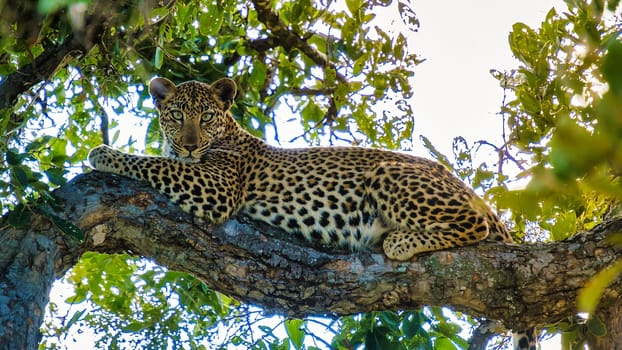 Leopard in Kruger national park South Africa