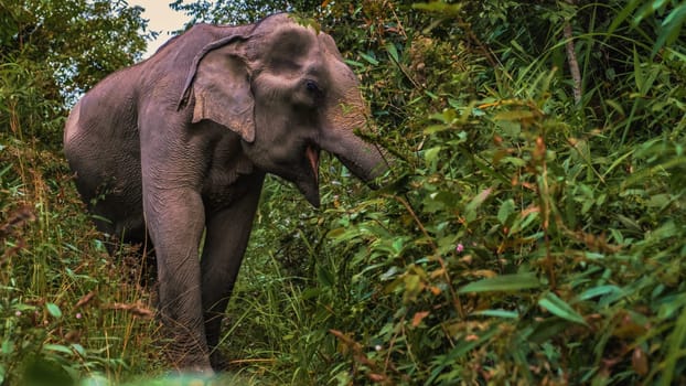 Elephant in jungle at sanctuary in Chiang Mai Thailand,