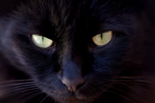 Portrait, superstition and the eyes of a black cat closeup for bad luck as a symbol of spooky fear. Face, pet or animal with dark fur looking cute or adorable as a feline mammal for magic or mystery