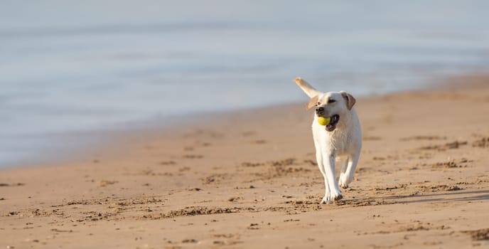 A Joyful Dog Running Along the Sandy Shores, Chasing a Ball of Happiness