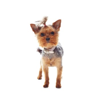 Animal, terrier and dog or pet in studio with collar, relax and standing on mock up space for best friend. Puppy, face or canine for protection, companion or therapy and hairstyle on white background