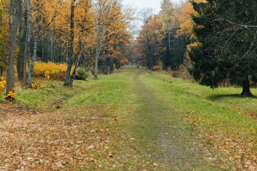 Road with fallen leaves in yellow autumn forest