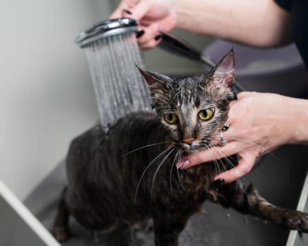Woman washing a tabby gray cat in a grooming salon.