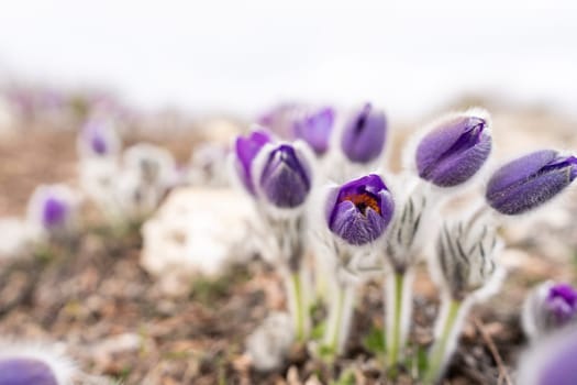 Dream grass spring flower. Pulsatilla blooms in early spring in forests and mountains. Purple pulsatilla flowers close up in the snow