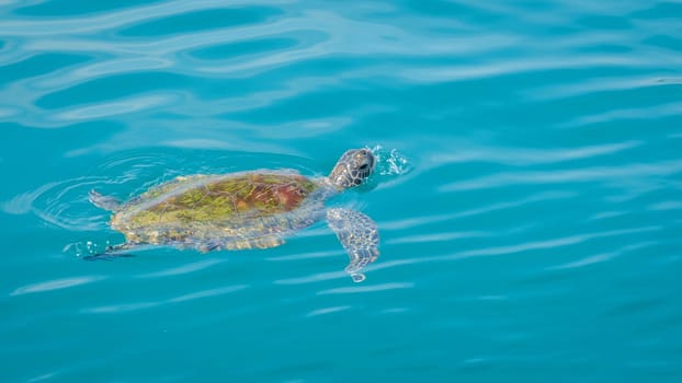 A sick turtle floating on the ocean during a snorkeling trip at Samaesan Thailand