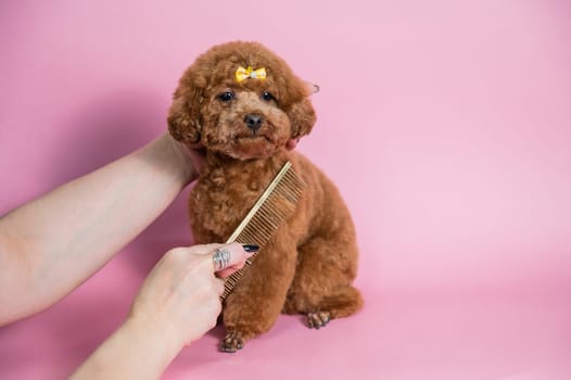 Woman combing a cute poodle on a pink background.