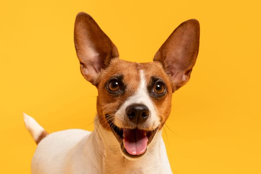 Closeup of Jack Russell Terrier on yellow