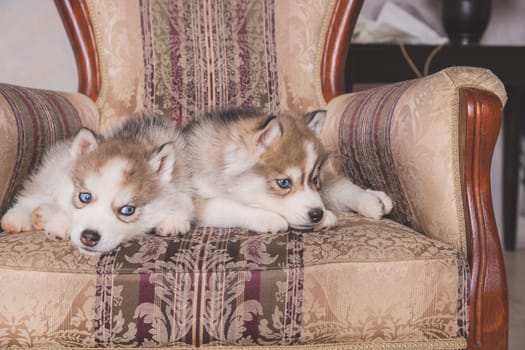 Cute Husky puppies sleeping at home.Copper Siberian Husky puppy sleeping on chair.Beautiful Siberian Husky.Dogs resting and playing. Little carried pets.