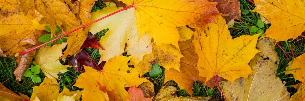 autumn background with maple leaves.Banner