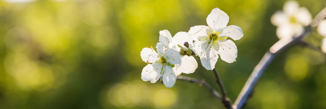 Blooming apple tree branches in spring garden. Close up for white apple flower buds on a branch. Springtime concept, floral background.Spring or summer festive white flowers fruit tree branches