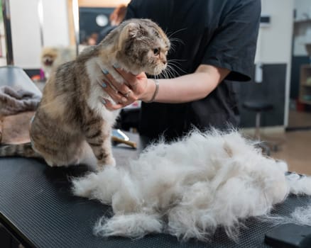An employee of a grooming salon is combing out a striped gray cat. Fast shedding service.