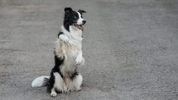 Border collie dog doing bunny exercise outdoors.