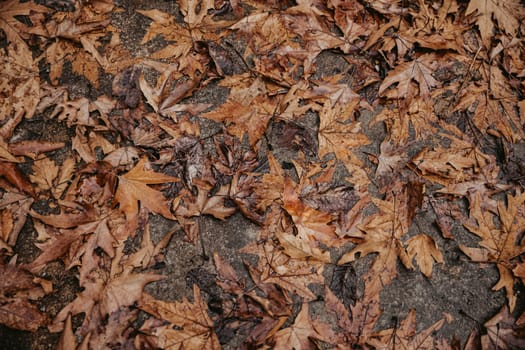 Beautiful autumn dry leaves background