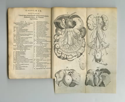 Antique medical book, sketch and page of anatomy, intestines drawing or reference textbook for organ explanation. Latin language, journal and digestive system diagram for healthcare info or medicine