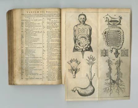 Antique medical book, page and sketch of anatomy, human body drawing or research of stomach intestine organ. Latin language, healthcare journal or digestive system diagram for medicine education info