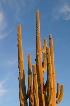 Saguaro Cactus (Carnegiea gigantean), Organ Pipe Cactus National Monument, Arizona, USA
