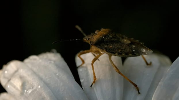A beetle on a daisy flower with water drops. Creative. Close up of an insect crawling on soft white petals of a flower.