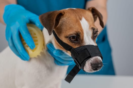 A groomer brushes a dog with a silicone brush. Jack Russell Terrier wearing a muzzle during a beauty procedure.