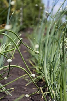 onions with bud on a stalk of plant