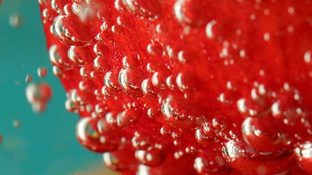 A red petal with small bubbles on it. Stock footage. Transparent water inside which bubbling bubbles envelop a huge petal and hang on it.
