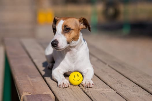 Dog Jack Russell Terrier lies on a wooden bench with a yellow ball with a face.