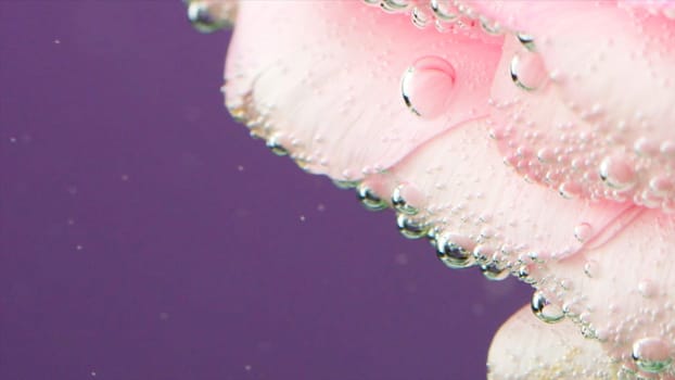 Fresh, tenderness and softness in pink roses in cool clear water. Stock footage. Air bubbles on flower surface, flower isolated on a purple background.