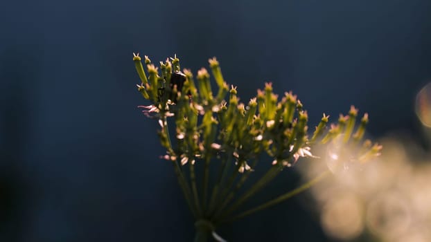 Macro photography in nature. Creative. Small flowers on which black beetles crawl and on which the rays of the sun shine.