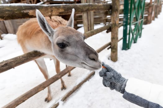 Young child feeds guanaco in a wildlife park. Family leisure and activity for vacations or weekend in winter.Guanaco fiber is very soft and warm. This is a luxurious wool.Farming and cultivation.