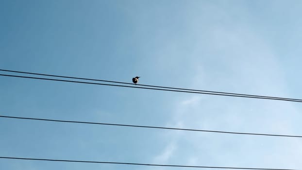Bird sitting on a power line. Media. Lonely bird on a wire against blue cloudy sky.