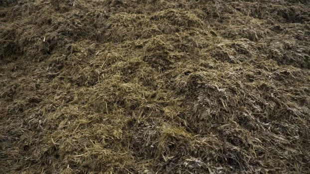 Close up for the pile of old grass and humus prepared for soil fertilization, agriculture concept. Footage. Biomass and mulch, organic material at a farm.