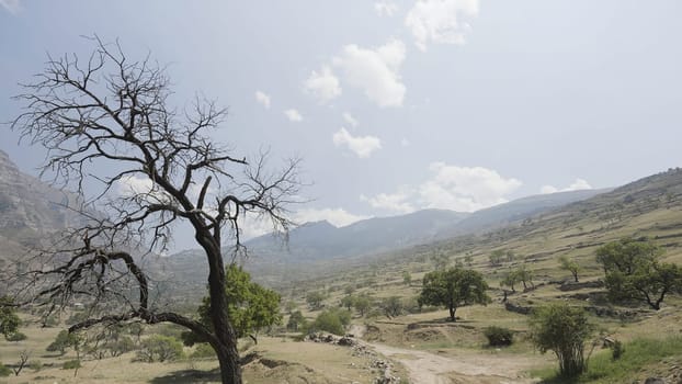 Landscape of arid terrain with mountains and trees. Action. Bare tree on background of mountain landscape on hot summer day. Panorama of arid valley with mountains and rare trees