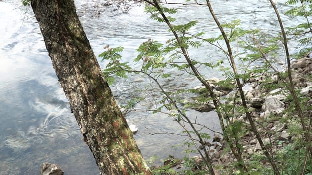 Close up for birch tree trunk and bushes by the river. Stock footage. Top view of cold water surface and green grass with a tree growing along the river shore.