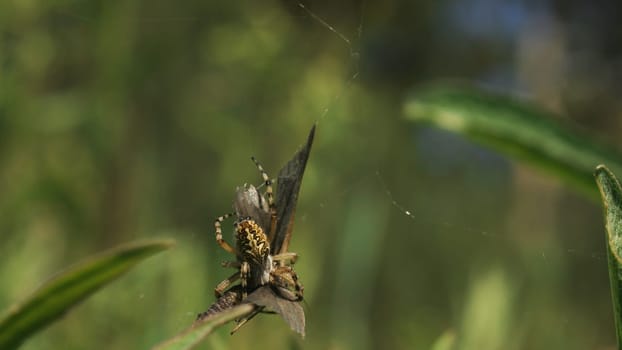 Spider kills butterfly. Creative. Struggle of butterfly caught in spider's web. Spider fights with butterfly in summer meadow. Predators in insect world