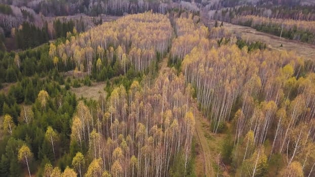 Aerial view of the fall colors in mixed forest. Clip. Flying above green coniferous trees and almost bald birch trees with yellow rare leaves on the top.