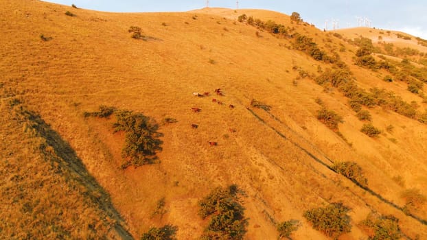 Top view of group of horses grazing on mountain slope in spring. Shot. Top view of grazing horses on the slope