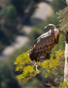 Majestic Vulture Perched on Pine Branch on Rocky Cliff Face