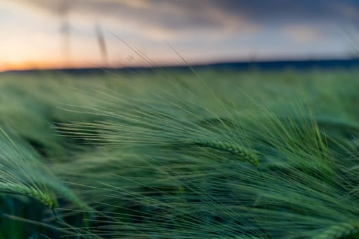 barley with spikes in field, back lit cereal crops plantation in sunset.