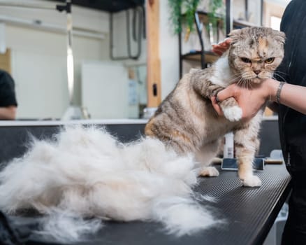 An employee of a grooming salon is combing out a striped gray cat. Fast shedding service.