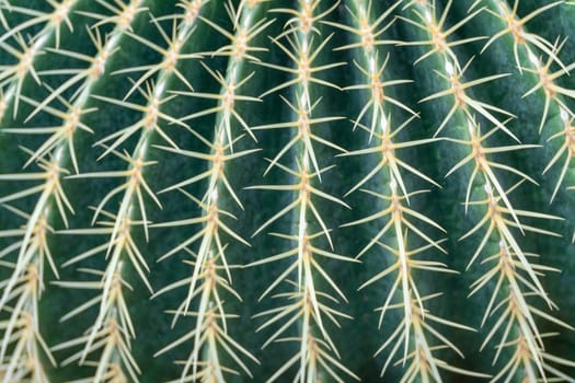 thorn cactus texture background, close up. Golden barrel cactus, golden ball or mother-in-law's cushion Echinocactus grusonii is a species of barrel cactus which is endemic to east-central Mexico