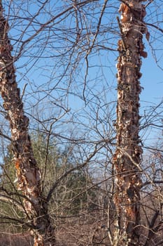 Birch tree changes and sheds dead bark