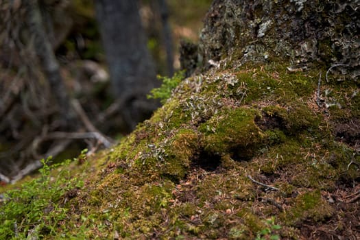 Close-up of details of moss growing on a rock in the mountains.